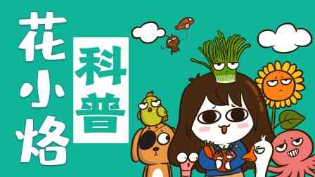 花小烙的知识科普